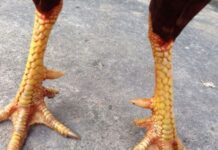 99+ Cách xem vảy gà quý không phải ai cũng biết vẩy gà