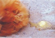 bệnh Gumboro ở gà chưa có thuốc đặc trị, bạn nên lưu ý