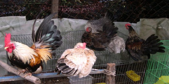 cho-tot-ga-da-an-giang Chợ tốt gà đá an giang